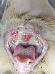 While researchers aren't exactly sure what causes it, increased risk has. Mouth Cancer In Cats Causes Symptoms Treatment All About Cats