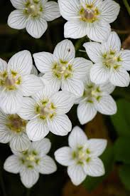 Image result for Swertia brownii