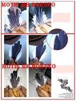 Burung murai batu bordan, burung murai batu borneo, burung murai batu filipina, burung murai batu irian, burung murai batu jambi,. Klub Burung Murai Batu Tips Membedakan Murai Batu ÙÙŠØ³Ø¨ÙˆÙƒ