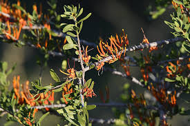 Image result for Agelanthus terminaliae