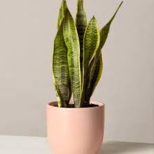 The snake plant requires watering every two to three weeks. How To Care For A Snake Plant Hgtv