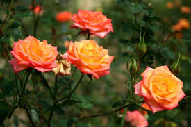 Marion rosen believed that rosen method could effect peace in the world, one heart, one nervous system at a time. Orange Rosen Die 10 Schonsten Sorten Plantura