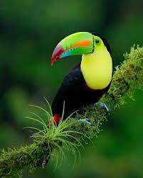 birresimkaydet saveanimage barissenduran resim kaydet save image picture beautiful nice guzel harika wonderful p hayvanlar hayvan hayvanlar alemi