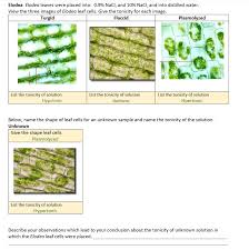 Maybe you would like to learn more about one of these? Elodea Elodea Leaves Were Placed Into 0 9 Nacl And Chegg Com