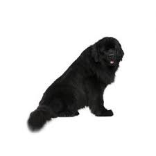 Look at pictures of newfoundland puppies who need a home. Newfoundland Puppies Petland Summerville