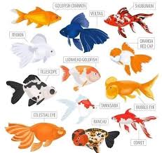 Goldfish Types In 2020 Fish Breeding Goldfish Pet Goldfish