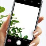 At the core of this app is an interactive lucid identification key to 1020 plant species that are either significant or emerging environmental weeds in australia. Plant Identification Made Easy The Landscape Association