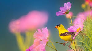 Peaceful Instrumental Music Relaxing Nature Music Song Birds Of Morning By Tim Janis Youtube