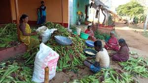 Are a company into minimum processed vegetables and fruits based in india. Y Cook India Private Limited Manufacturer Of Lentils Tubers From Bengaluru