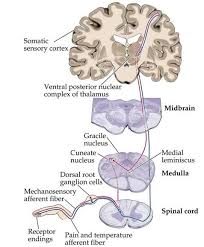 Neuroanatomy And Neuroembryology Pediatric Physical Therapy Anatomy And Physiology Medical Memes