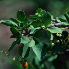 Image result for Gymnosporia