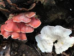 Image result for Merulius incarnatus