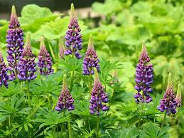 All of our pet supplies & gear are hand made in the heart of the white mountains of new hampshire. Giftpflanzen Im Kleingarten Lupine Stadtverband Leipzig Der Kleingartner E V