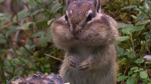 Maybe you would like to learn more about one of these? Chipmunk Diet Habitat Facts Britannica