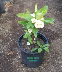 Image result for Euphorbia kilwana