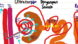 Biologi tingkatan 4 bab 4. Biologi Bab 7 Bahagian 6 Sistem Respirasi Manusia Spm Tingkatan 4 By Cikgu Mendel