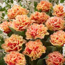Choose fragrant shade plants around your front entrance such as gardenia and daphne. Tulip Brisbane J Parker Dutch Bulbs