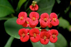 Image result for Euphorbia corniculata