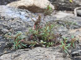 Image result for Ammannia baccifera