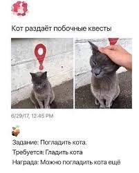 kot razdaet zadaniya kvesta kot kvest poglad