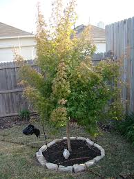 Browse pictures and read growth / cultivation information about shantung maple, purpleblow maple (acer truncatum) 'fire dragon' supplied by member gardeners in the plantfiles database at dave's gar. Fire Dragon Shantung Maple Soon To Be One Of The Best S Flickr