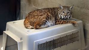Maine coon kittens are rife with legends. Kitty Can Go Home But Only If He S Not A Bobcat