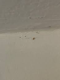 Image result for site:byggahus.se insektsangrepp