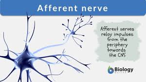 Note that in statistics, the definition is related to the data collected. Afferent Nerve Definition And Examples Biology Online Dictionary