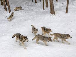 A lone wolf howls to attract the attention of his pack, while communal howls may send territorial messages from one pack to another. Wolves Already Live In Colorado Do We Need To Reintroduce Them