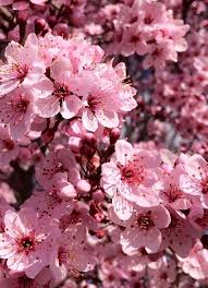 Pin Oleh Goluzadeh Di Flowers Bunga Sakura Poster Bunga Lukisan Bunga