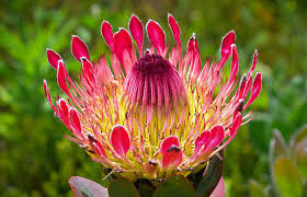 Image result for Protea enervis