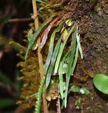 Image result for Grammitis