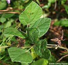 Image result for Rhynchosia