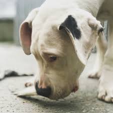Bulldog Beagle Labrador Golden Maltese Pomeranya Pug Chihuahua Kangal Bordercollie Danua Wolf Dogoargentino Dogo Tiger Li Kopek Danua Pomeranya