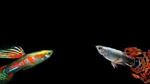 Poecilia wingei endlers livebearer, endler's poecilia, campona guppy. Can Endler Guppies Breed With Normal Guppies