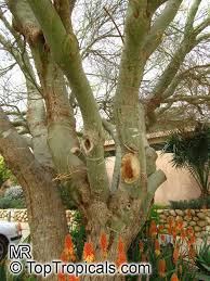 Image result for Parkinsonia africana