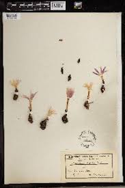 Image result for Camptorrhiza strumosa