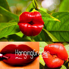 Image result for Psychotria hypsophila