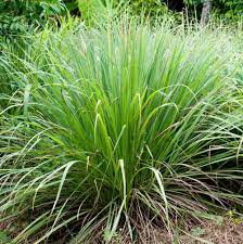 Maybe you would like to learn more about one of these? Lemongrass Herb Plants For Sale Free Shipping