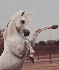 Check spelling or type a new query. Ø§Ø¯Ù‡Ù… Explore Tumblr Posts And Blogs Tumgir
