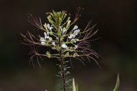Image result for Cleome gynandra