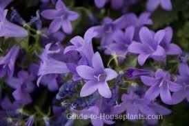 Campanula Flowers Italian Bellflowers Star Of Bethlehem Campanula Flowers Campanula Indoor Flowering Plants