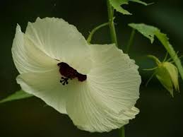 Image result for Hibiscus vitifolius