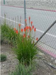 Image result for Kniphofia grantii