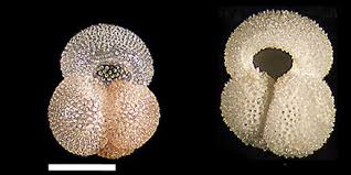 Image result for Globimetula rubripes