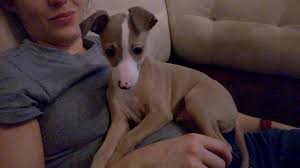 40 years mobile dog grooming salon. Italian Greyhound Puppy Meet Ludwig Youtube