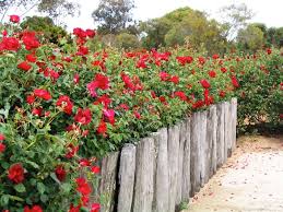 A pair of mockingbirds build their nest in it each spring. Kodja Rose Maze