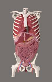 The abdominal region is supported by the anterior and posterior abdominal wall that supports the viscera and maintains the posture where there's no bony support. Abdominal Anatomy Alex Mykris