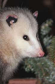 Possum Cl Scary Animals Awesome Possum Cute Animals