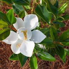 Image result for Pupalia grandiflora